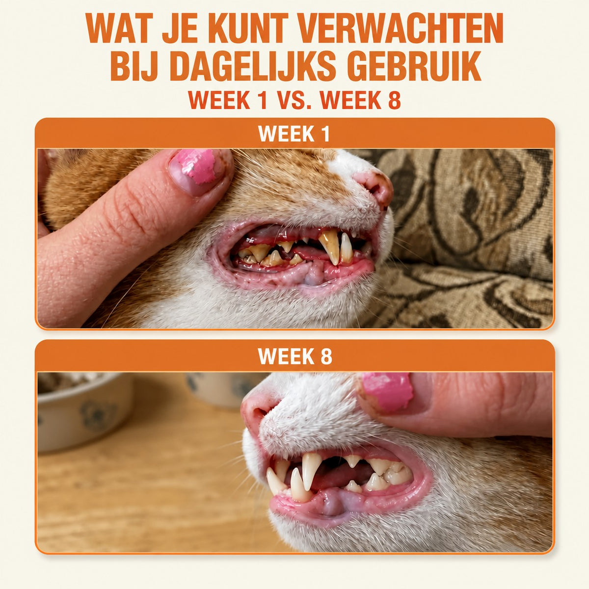 Vergelijking week 1 en week 8: kattentanden met tandsteen en na dagelijks gebruik