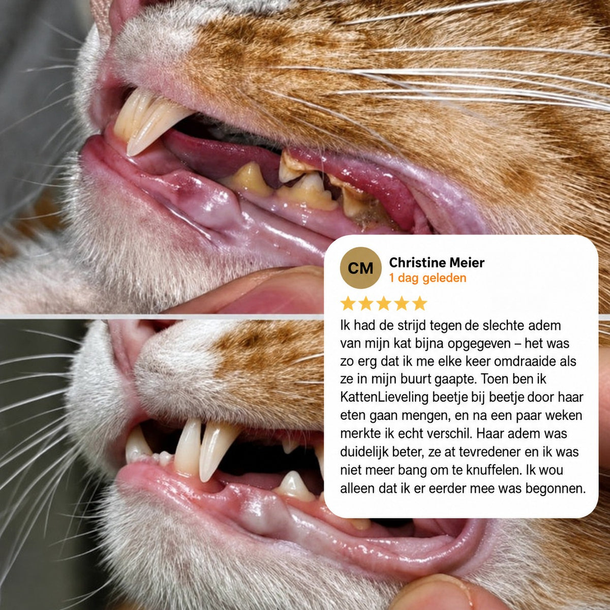 Close-up van kattentanden met tandsteen voor en na, met klantbeoordeling met vijf sterren